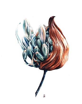 "Agapant" 31*41cm/ akwarela, ShkrebetsARTgallery