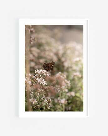Motyl III, Katarzyna Kątna