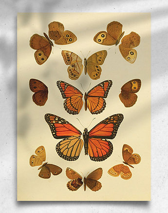 Plakat / Vintage / Motyle, balance