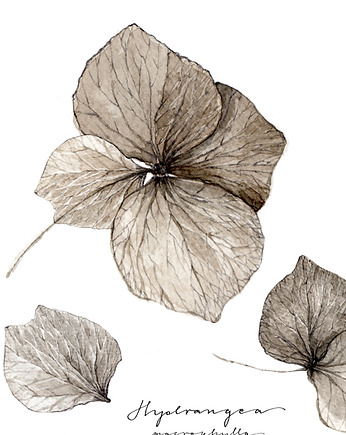 Kwiat hortensji / Fine Art print, Margo Hupert