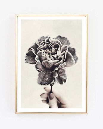 Carnation Flower, kwiat fotografia, , wejustlikeprints