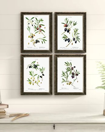 PLAKATY botaniczne ilustracje oliwki, black dot studio