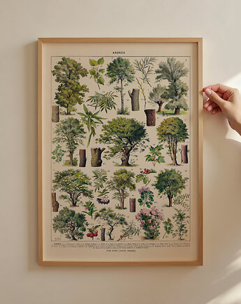 grafika Arbres (reprint), Follygraph
