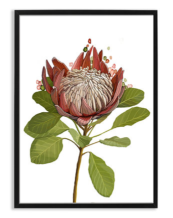 PLAKAT (poster) KWIAT PROTEA, LUdesign gallery
