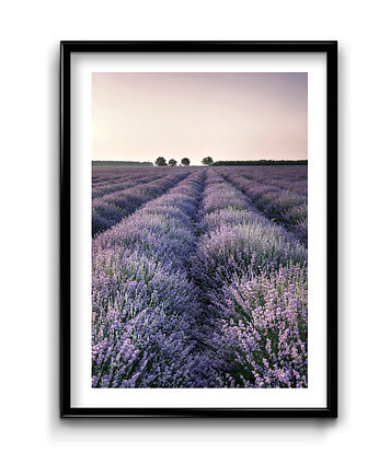 Plakat Lawenda, Bury Lis