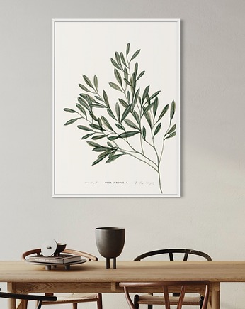 Oliwka  / Reprodukcja autorskiej akwareli, Margo Hupert