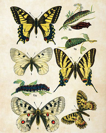 Plakat motyle-rycina-z-ksiazki-i, Galeria LueLue