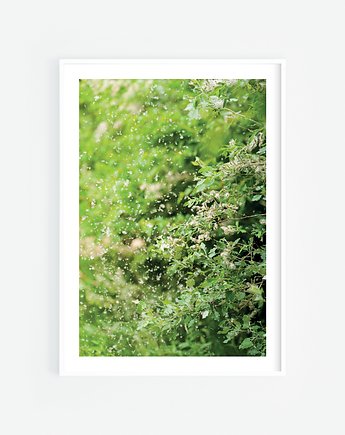 Pylące drzewo Plakat, Katarzyna Kątna