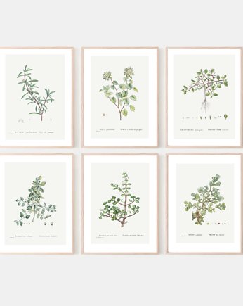 PLAKATY DO KUCHNI zioła botaniczne, black dot studio