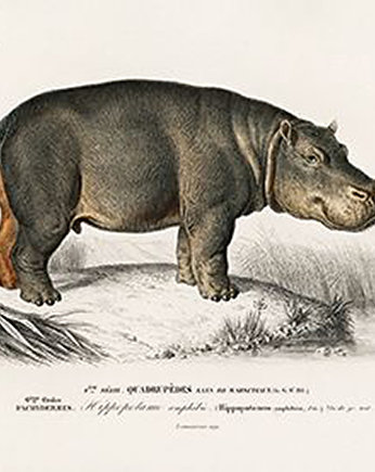 Hipopotam-plakat-rycina, Galeria LueLue