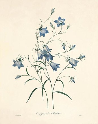 Rysunek niebieskie kwiaty grafika   prezent, Victorian wall art