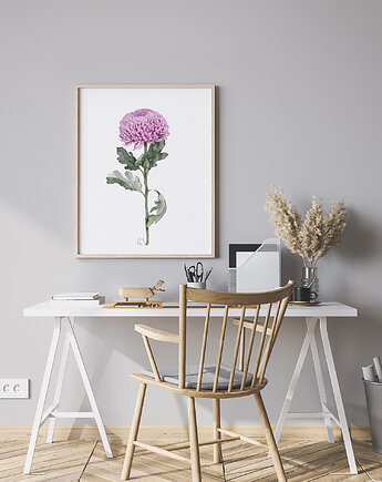 Różowa chryzantema, grafika, akwarela, Urszula Steczkiewicz