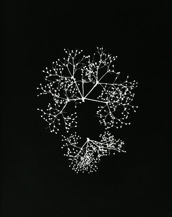 Vinogrono, PAPER AND LIGHT