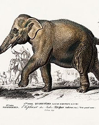 Slon-plakat-rycina, Galeria LueLue