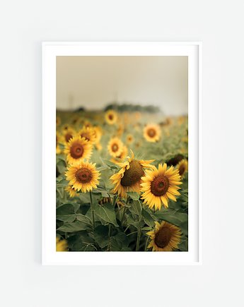 Słoneczniki w Toskanii Plakat, Katarzyna Kątna
