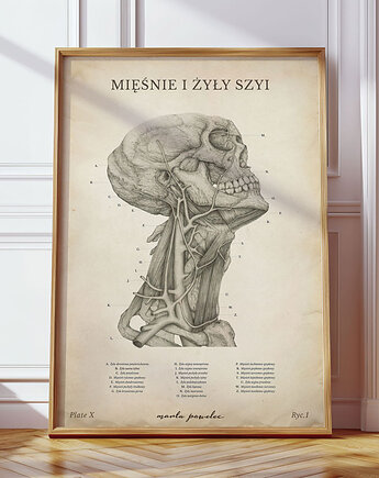 Plakat Mięśnie i Żyły Szyi Vintage, Marta Pawelec Medical Art