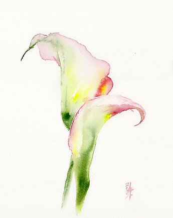 Oryginalna akwarela. Kalie, alquadro