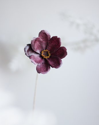 Dekoracja botaniczna, papierowy kwiat - kosmos czekoladowy, Bibula Blooms