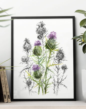 Osty - akwarela art print w oprawie., beata sketches