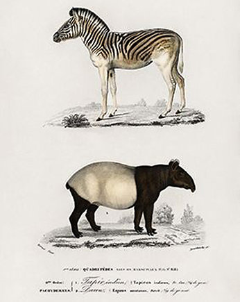 Tapir-i-zebra-plakat-rycina, Galeria LueLue