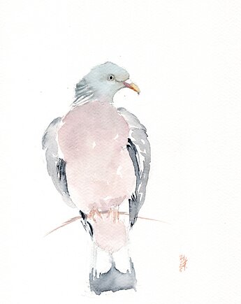 Oryginalna akwarela. Gołąb grzywacz, alquadro