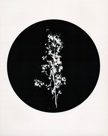 Krzak_0_, PAPER AND LIGHT
