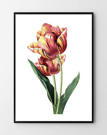 Tulipan - plakat vintage, OSOBY - Prezent dla 3 latka