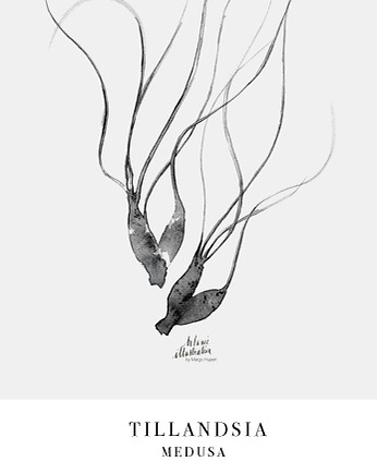 MEDUSA OPLĄTWA print { 50x50 cm }, Margo Hupert