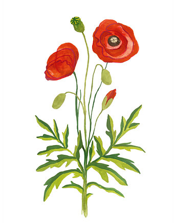 Maki - ilustracja oryginalna A4, Czary Malary