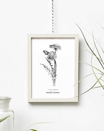 Mniszek - grafika botaniczna w oprawie, beata sketches