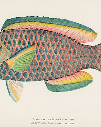 Tropikalna-ryba-ilustracja-vintage, Galeria LueLue