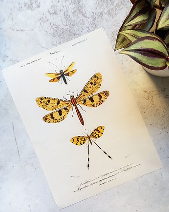 Plakat, Rycina Vintage - Motyle, ważki, Galeria LueLue