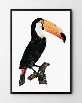 Plakat Tukan, HOG STUDIO