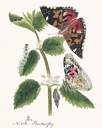 Motyle-i-poczwarki-ilustracja-vintage, Galeria LueLue