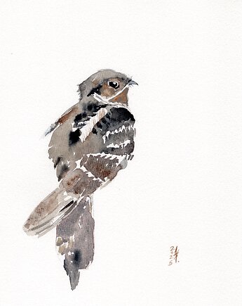 Oryginalna akwarela. Lelek, alquadro