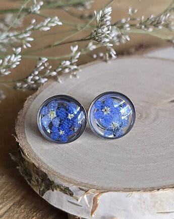 Wieczne kwiaty niezapominajki srebrne kolczyki wkrętki, zkwiatem