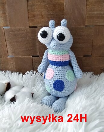 Mucha Marcin, muszka, owad, szydlAnki