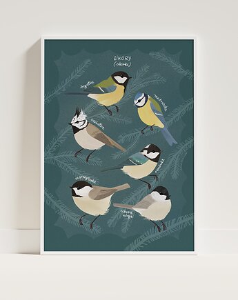 Plakat A3 Sikory, Emilia Skwarska