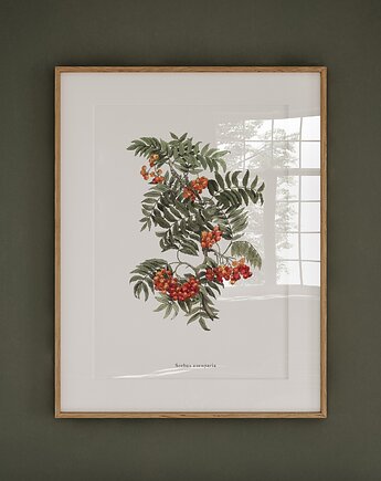 Plakat- Jarzębina, HERBAROOM
