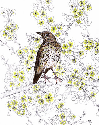 Drozd śpiewak- grafika- ilustracja- ptaki, BOSKE
