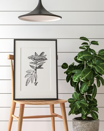 PLAKAT szkic botaniczny, polne kwiaty grafika, rycina zioła, black dot studio
