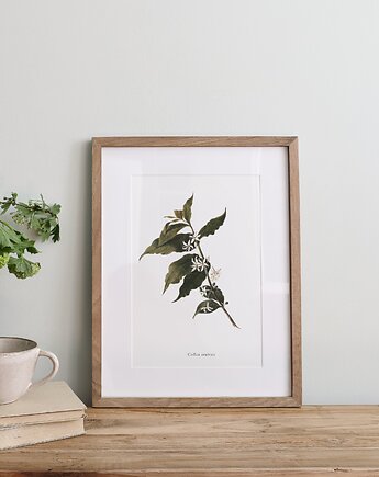 Plakat- Kawa arabica, HERBAROOM