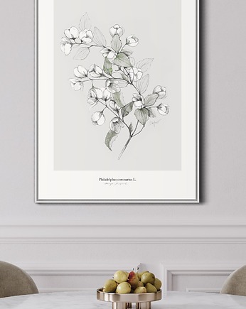 Jaśmin  print 50x70 cm, Margo Hupert