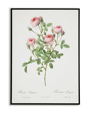 Rosa lomponia - Plakat botaniczny - Retro, Bajkowe Obrazki