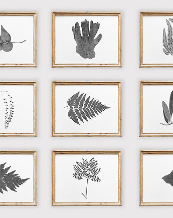Zestaw 9 botanicznych ilustracji - czarno białych, OKAZJE - Prezent na 50 urodziny