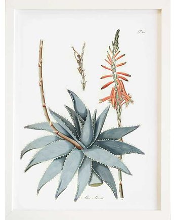 Obraz w ramce A3 - ALOES  ZIELNIK, botanika
