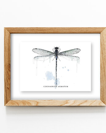 Ważka, Łątka zielona, A4, JUST ILUST Justyna Małczak