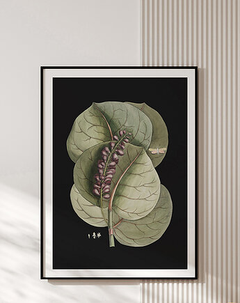 Plakat vintage - botaniczna ilustracja no.1, OKAZJE - Prezent na Wieczór kawalerski