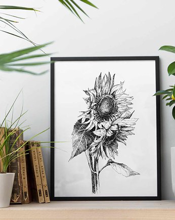 Słoneczniki 30x40  - grafika botaniczna, beata sketches