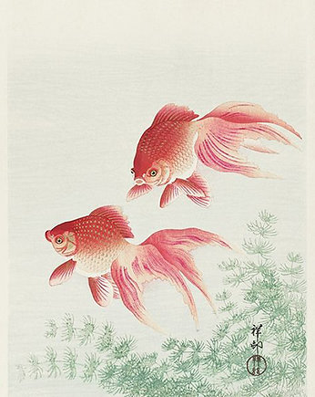 Dwie-welonki-zlote-rybki-ilustracja-vintage, Galeria LueLue